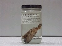 藏品(莫三鼻克圓鱗鮋)的圖片